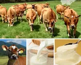 蒜山光源で育ったジャージー牛乳を100％使用　蒜山酪農組合