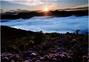 美の山　アジサイと雲海の風景イメージ