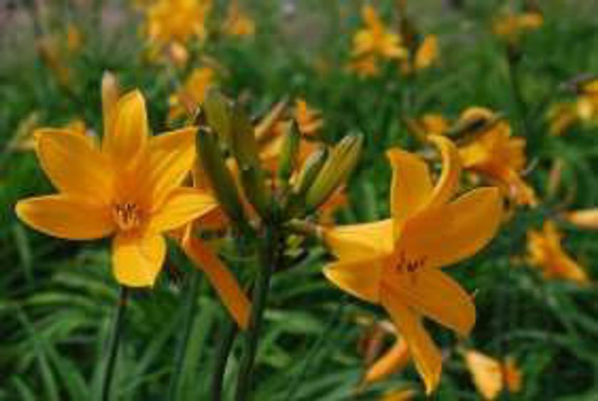 六甲山カンツリーハウス
高原の花ニッコウキスゲ、ただ今見頃！