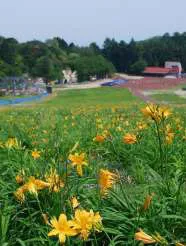 園内のニッコウキスゲの様子(5月31日撮影)