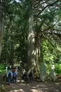 熊野神社の老杉群