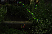 500匹のゲンジボタルが東京・福生の夜を照らす！「第52回福生ほたる祭」が6月17日(土)に開催