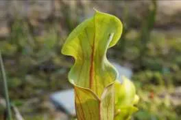 サラセニア・フラバ（葉）