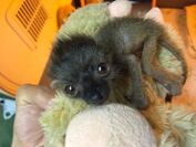 伊豆シャボテン動物公園でキツネザルの赤ちゃん　『タネ』6月7日から一般公開スタート！