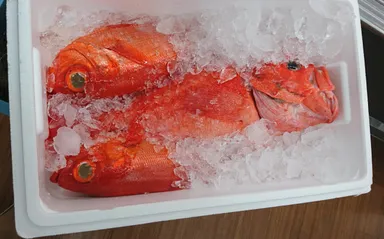 伊豆諸島で獲れたキンメダイ