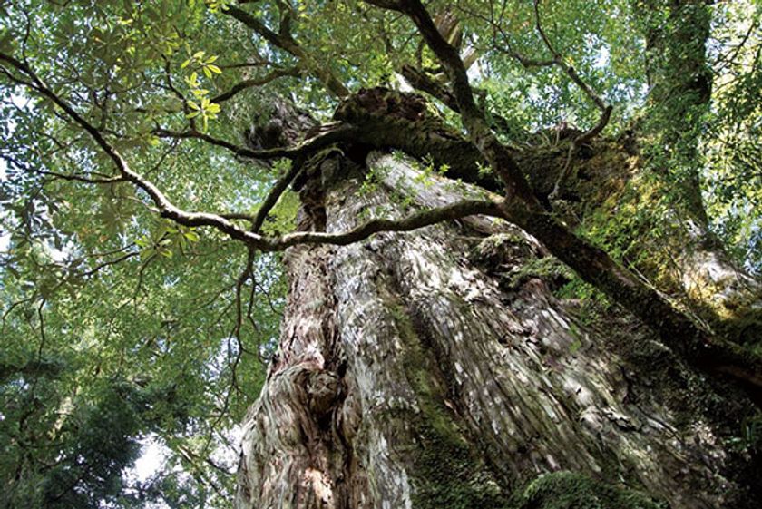 どうなる沖ノ島！？ 
阪急交通社が「日本にある世界遺産」を対象とした
サイト内検索数の年間ランキングを発表。
旅行先として人気なのはどこ？