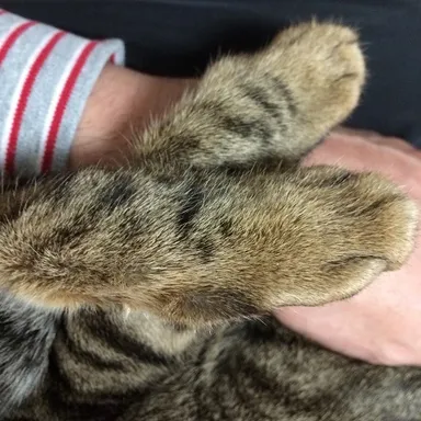 ネコとの助け合い イメージ