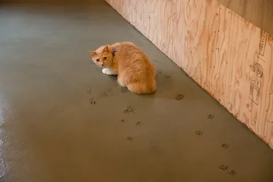 足跡つけ作業中のネコ1