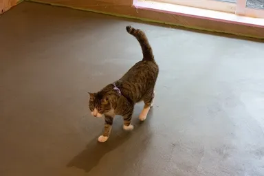 足跡つけ作業中のネコ2