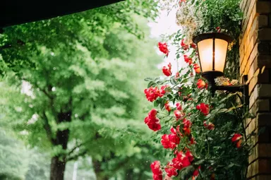 クラシカル舞踏会6