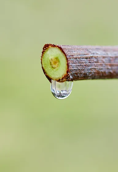 ヤマブドウ樹液