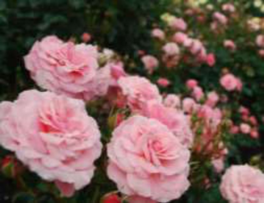 花々のベストシーズン「神戸 六甲山の花めぐり」
色とりどりのバラがまもなく見頃を迎えます