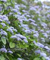 六甲高山植物園　コアジサイ