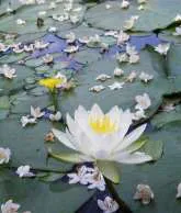 六甲オルゴールミュージアム　スイレン