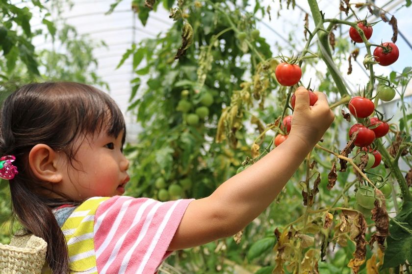 茨城の体験型農業テーマパーク
「なめがたファーマーズヴィレッジ」
トマトの収穫イベントを6月24日から開催