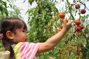 茨城の体験型農業テーマパーク「なめがたファーマーズヴィレッジ」トマトの収穫イベントを6月24日から開催