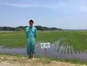 自然米の田んぼ