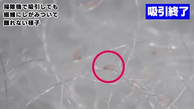 【ダニ掃除機吸引編】吸引終了