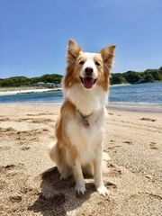 PS保険×PETTIMES『わんフォトモデルオーディション2017』応募総数1,400件の中からグランプリはボーダー・コリーが受賞！