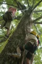 ツリーイング(木登り体験)