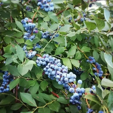 完熟ブルーベリー