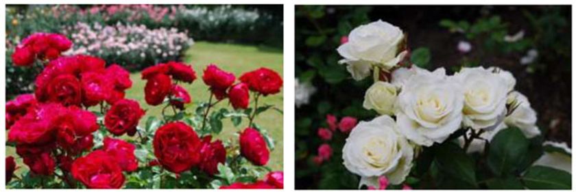 六甲山カンツリーハウス「バラの小径 ローズウオーク」
バラが見ごろを迎えました！