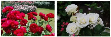 バラの小径 ローズウオーク