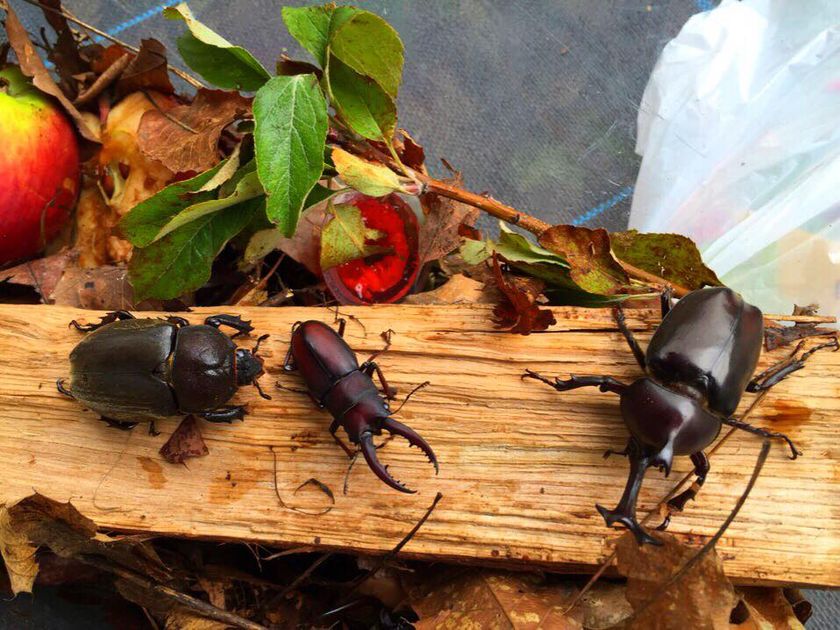 長野 伊那きのこ王国に カブトムシ園 が7月15日オープン 家で飼ってみたいお子様は採集も可能 長野 伊那きのこ王国 株式会社伊那 リゾート のプレスリリース