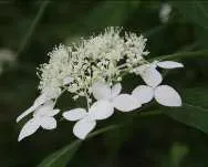 アマギアマチャ〈アジサイ科〉