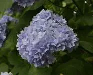 ヒメアジサイ〈アジサイ科〉