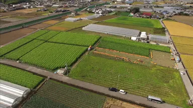 生姜の生産量日本一を誇る高知