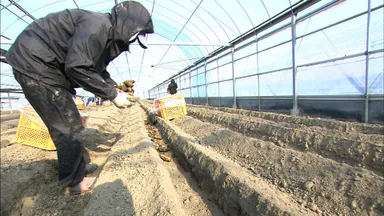 栽培から販売まで行う6次産業企業