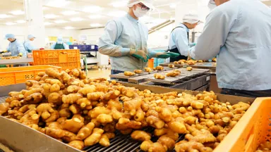 生姜作り70年の歴史と実績