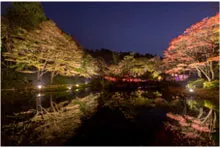 紅葉ライトアップ(イメージ)