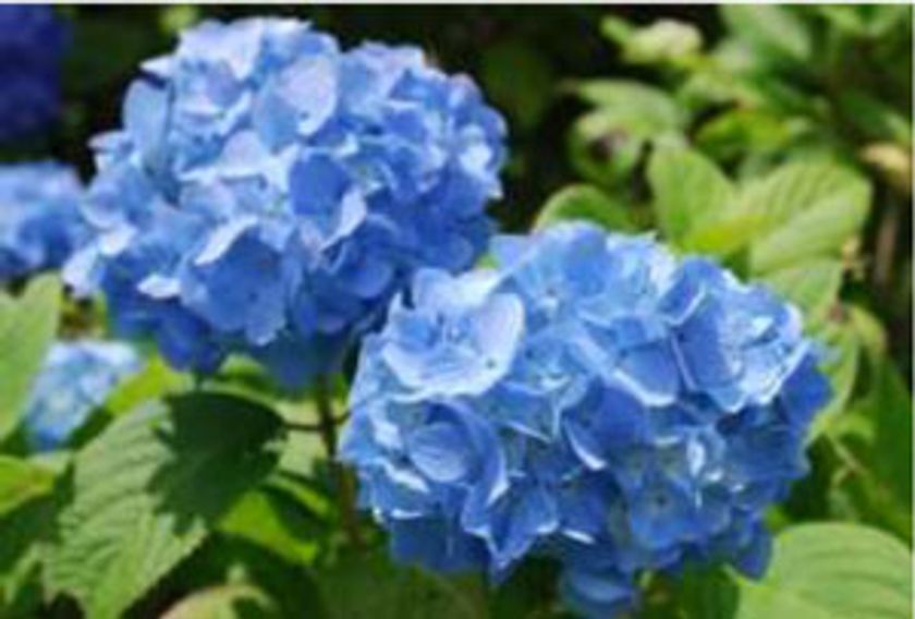 六甲山カンツリーハウス　アジサイが見ごろを迎えました！