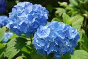 ヒメアジサイ (7月2日撮影)