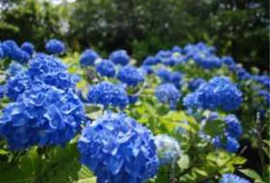 園内のアジサイの様子 (7月2日撮影)