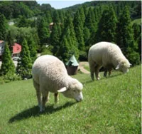 神戸市立六甲山牧場