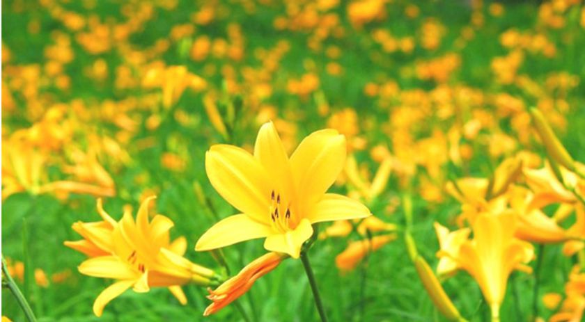 六甲高山植物園　一面に広がる黄色の花畑
約2,000株のニッコウキスゲが見頃です！