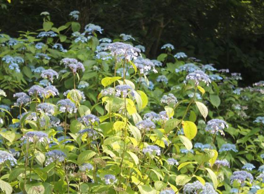 六甲オルゴールミュージアム
鮮やかな“六甲ブルー”に囲まれるミュージアム
～アジサイが見頃を迎えています！～