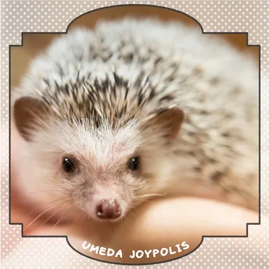 今話題のハリネズミも間近に