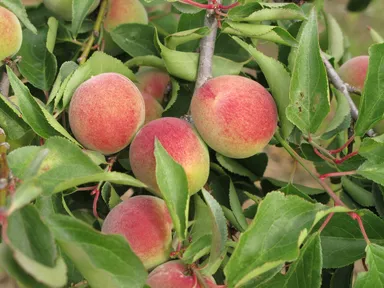 越生産　南高梅　色付き始め