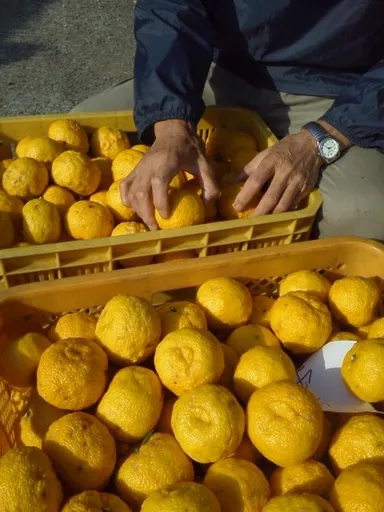 毛呂山産　桂木ゆず