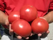 狭山産　トマト