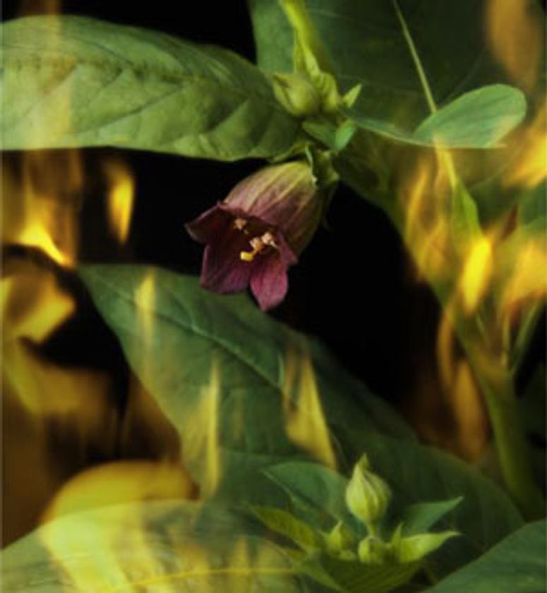 六甲オルゴールミュージアム
特別展「光とオルゴールが紡ぐ魔女のやさしい物語」
～ アーティストとオルゴールがコラボして、美しく幻想的な魔女の物語を描きます～