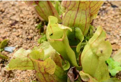 サラセニア　葉