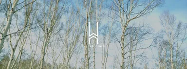 「THE TREE TIMES」 イメージ 1