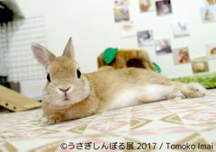 インスタ界“神うさぎ”などモフ＆モキュ作品300点展示予定！「うさぎしんぼる展 2017」9月8日～10月9日浅草橋で開催