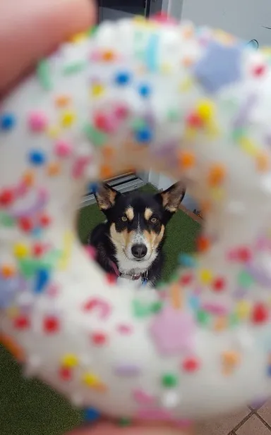 ドーナツ型クッキー