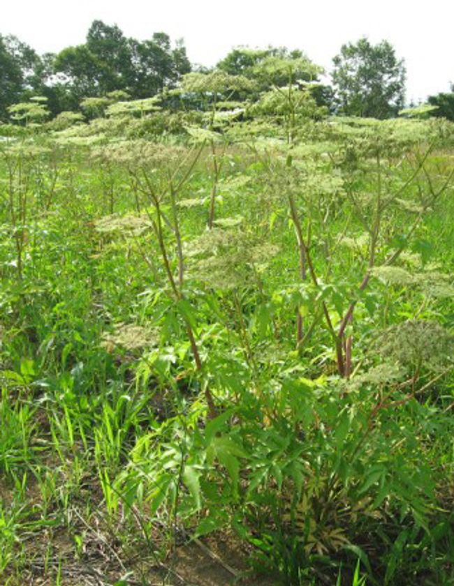 ホッカイトウキ根抽出物の
コラーゲン産生・コラーゲン線維形成促進作用を明らかに